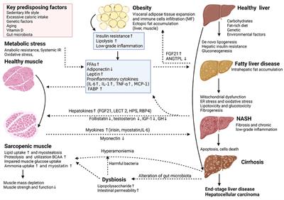 Impact of Sarcopenia on the Severity of the Liver Damage in Patients With Non-alcoholic Fatty Liver Disease